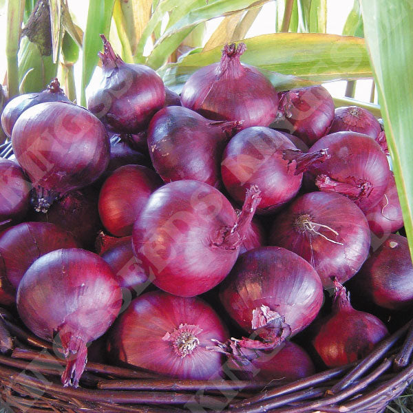 Red Onions (Non-Branded)