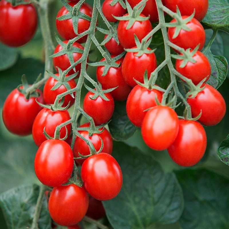 Cherry Plum Tomato