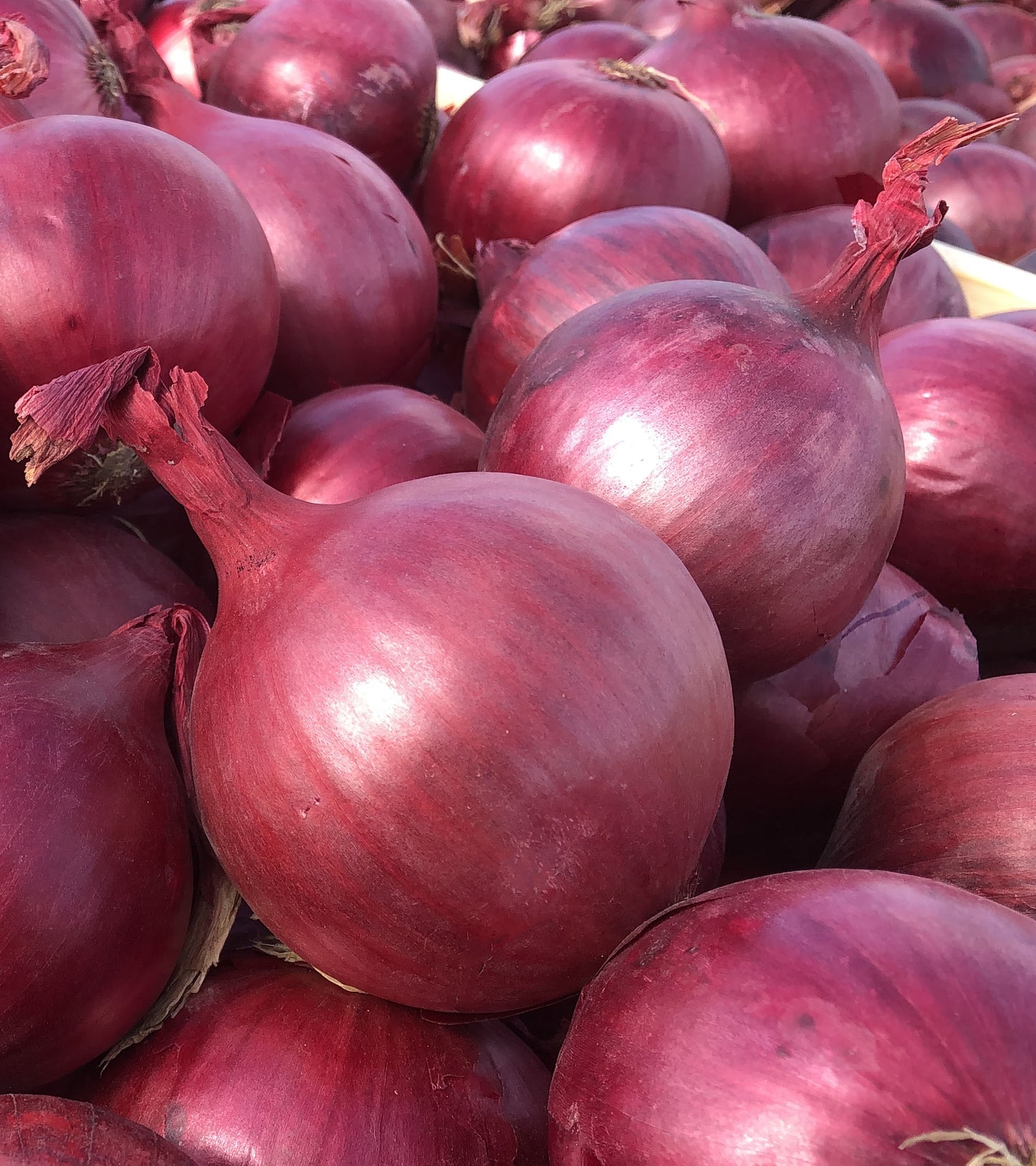 Red Onions (Non-Branded)