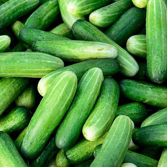 Cucumbers