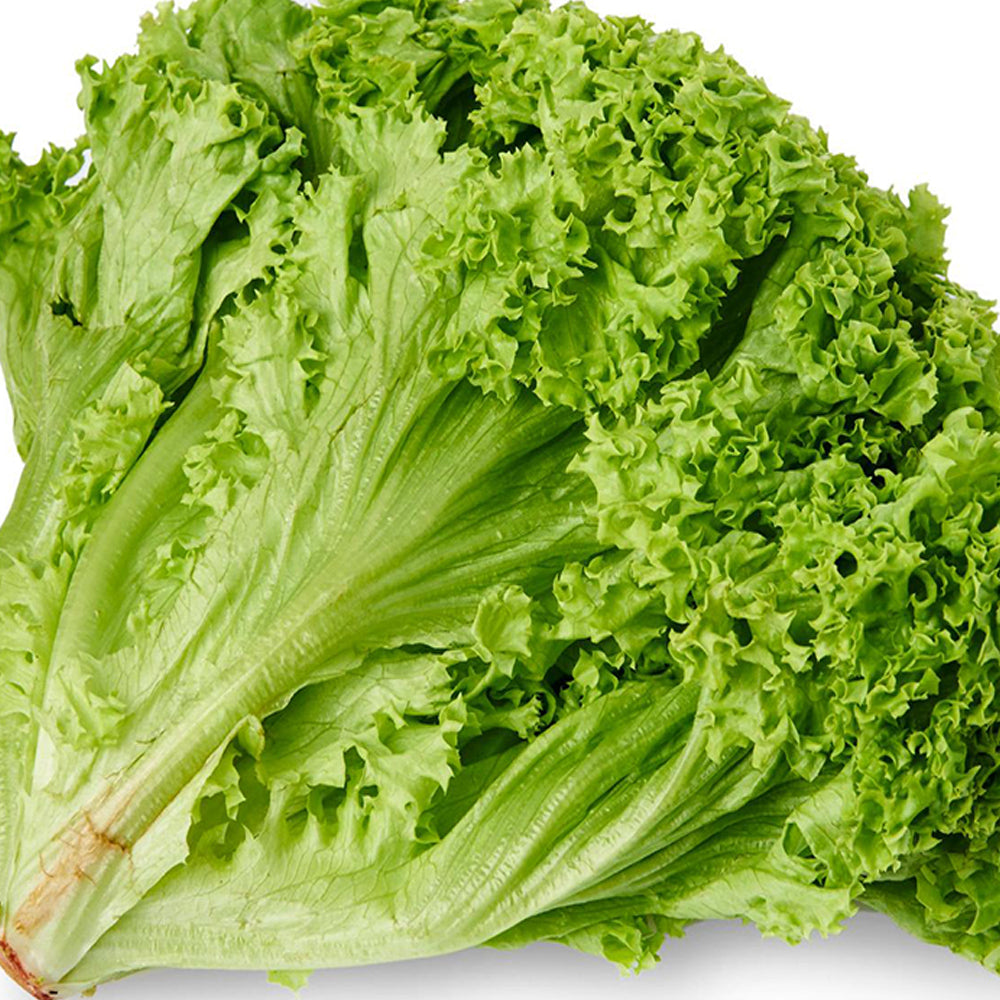 Green Lettuce (Lolo Bionda)