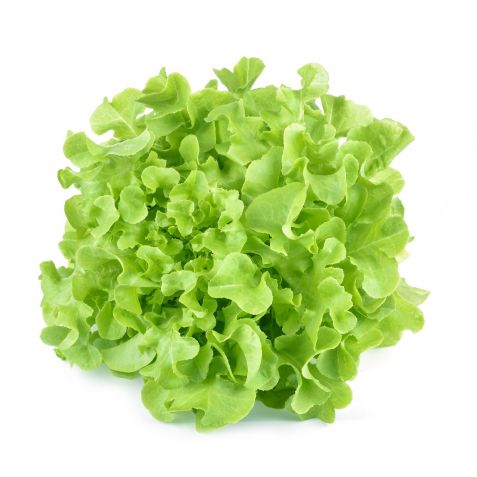 Oakleafe Green Lettuce