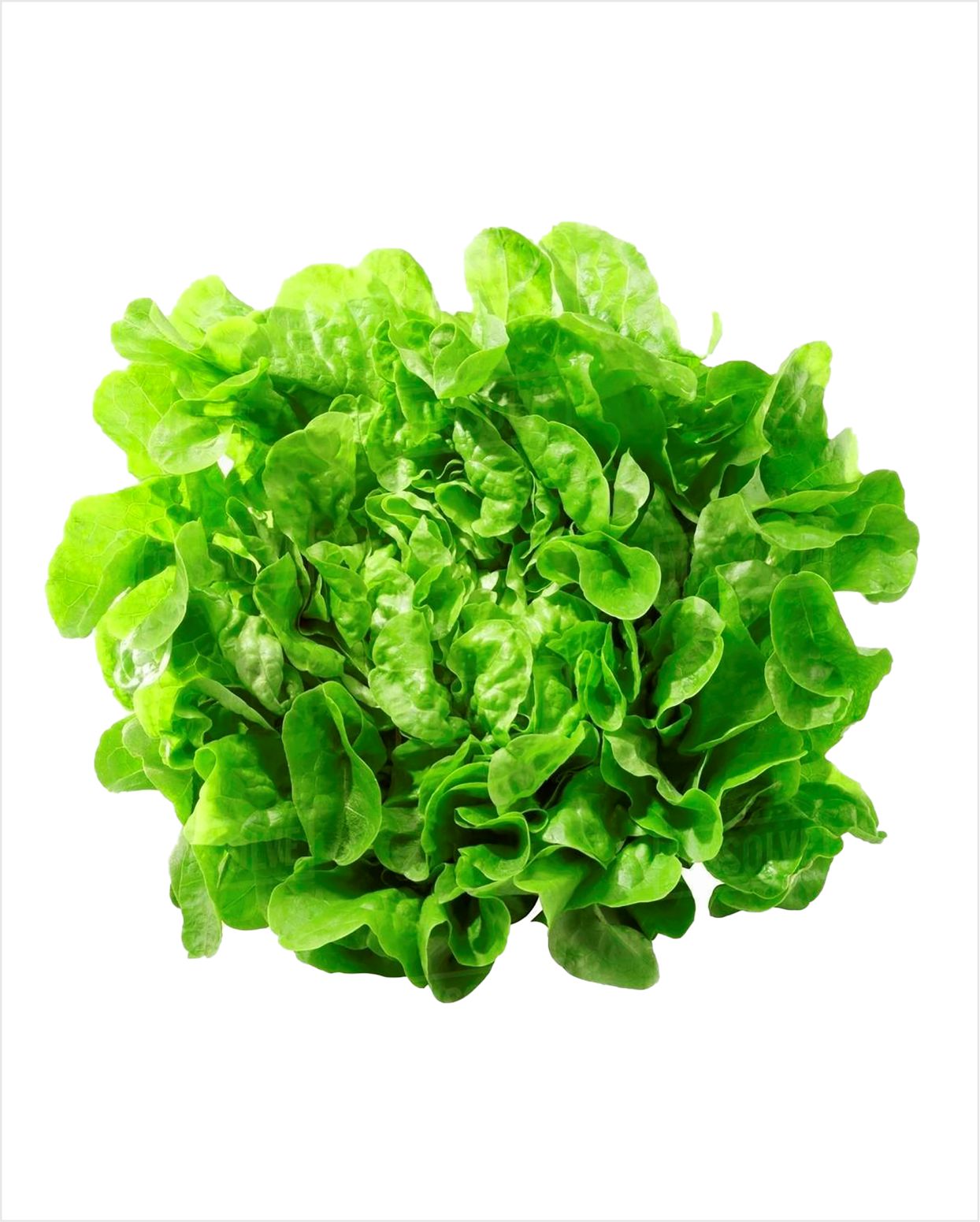 Oakleafe Green Lettuce