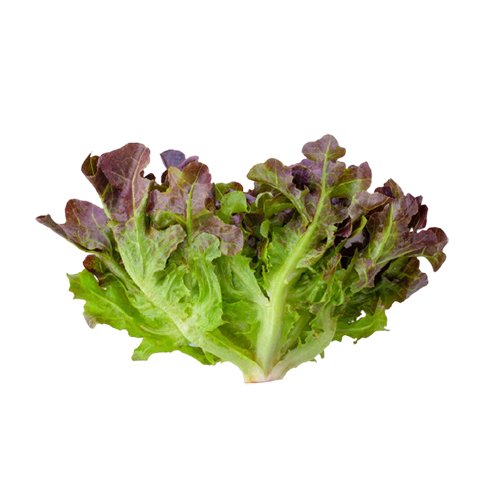 Oakleafe Red Lettuce