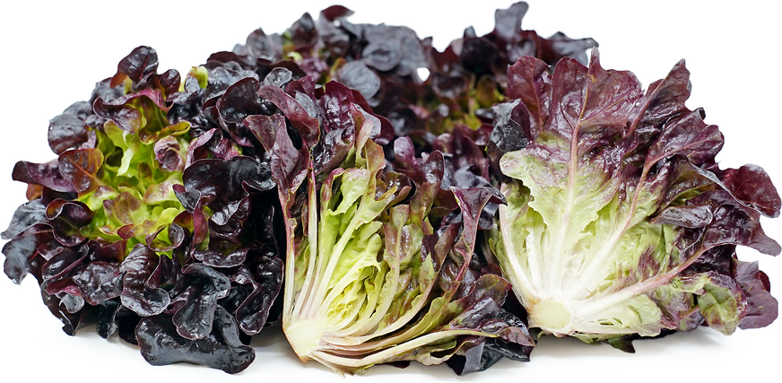 Oakleafe Red Lettuce