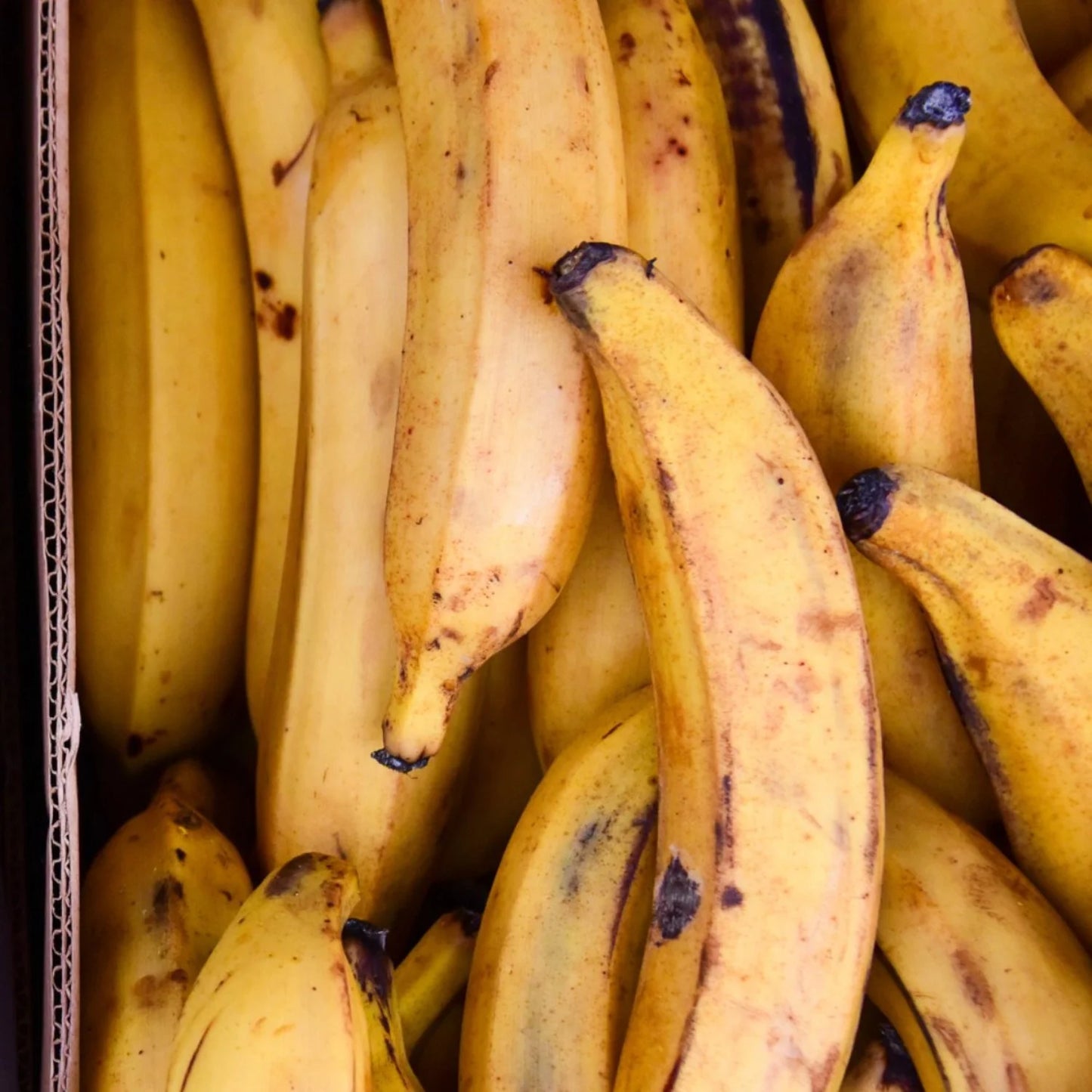 Uganda Plantain