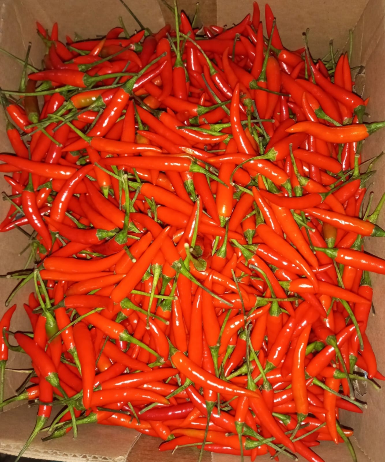 Kenya Red Birdeye Chillies