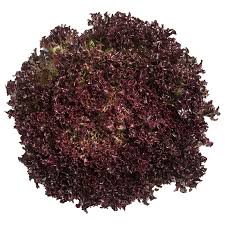 Red Lettuce (Lolo Rosso)