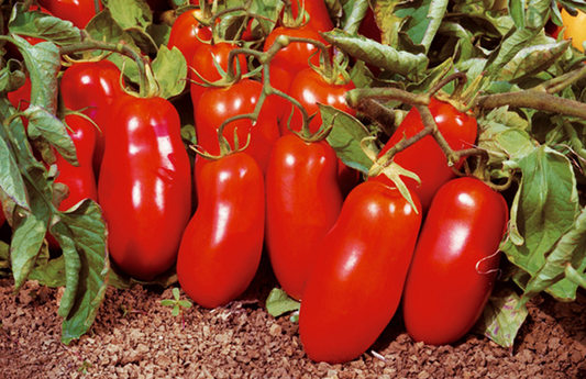 San Marzano Tomato