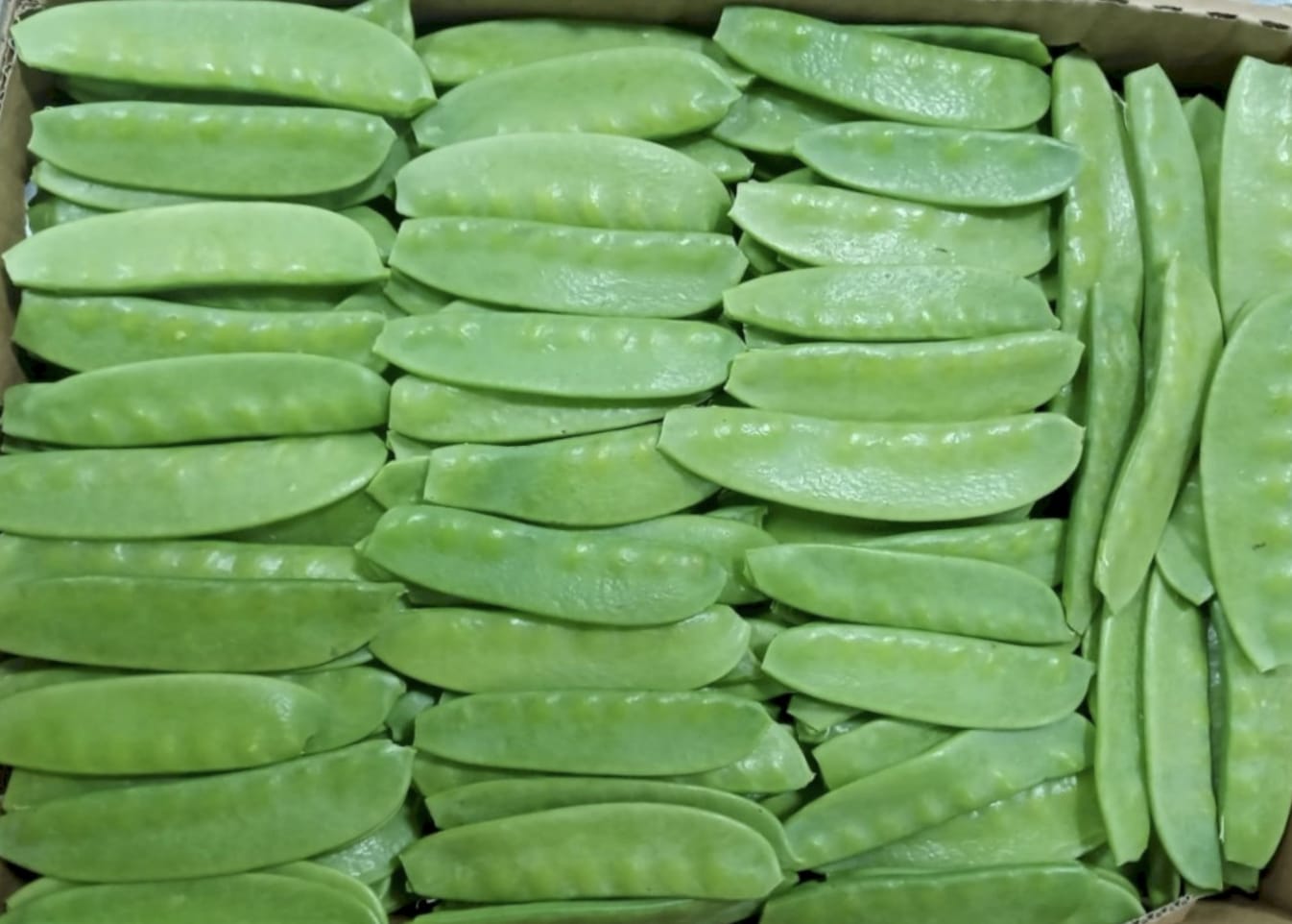 Kenya Snow peas