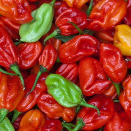 Uganda Hot Pepper